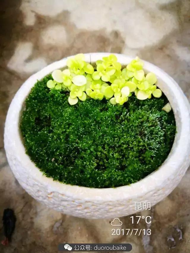 苔藓与多肉,多肉与苔藓的巧妙组合