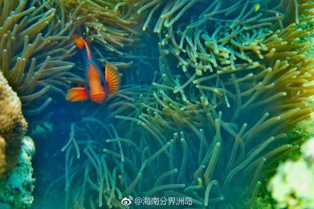 三亚潜水攻略大全,三亚怎么才能自由潜水