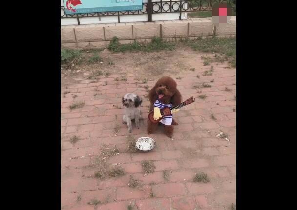 丐帮入门后怎么成功乞讨五次,丐帮帮主教人乞讨