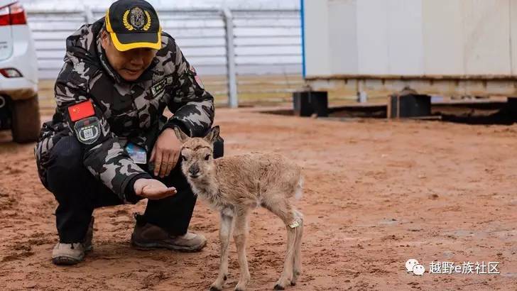 我与“她”可可西里二十天零距离的故事