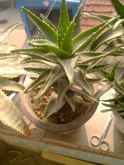 芦荟烂根如何急救,烂根的芦荟可以用活力素兑水泡吗