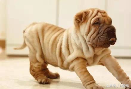 世上有多少种狗狗,世上有几种狗狗叫什么名字