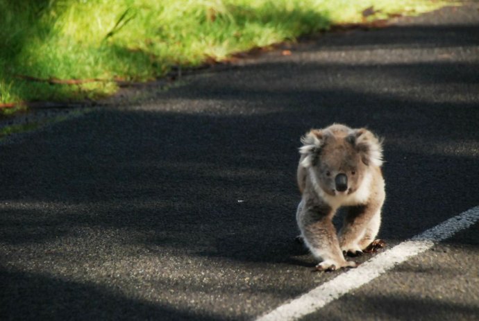 澳洲手信必买清单,澳洲旅行必备清单
