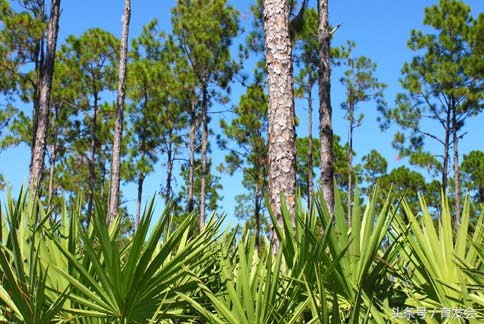 千万人在用的生发妙招 (韩国生发最有效的方法)