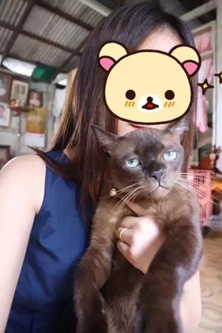 猫咪眼睑内翻解决办法,猫咪下眼睫毛内翻割眼皮后闭不上