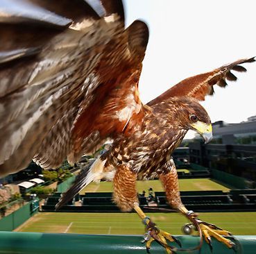 费德勒第八次温网,温布尔顿网球公开赛费德勒