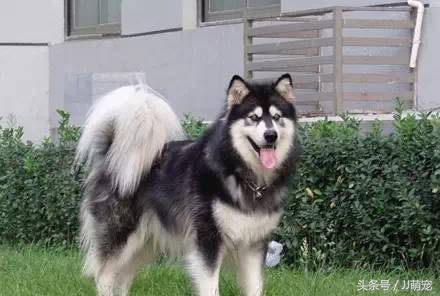 世上有多少种狗狗,世上有几种狗狗叫什么名字