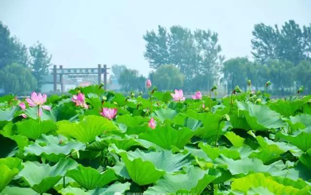 雄安新区必去的景点推荐一日游,去雄安新区有什么好玩的好逛的