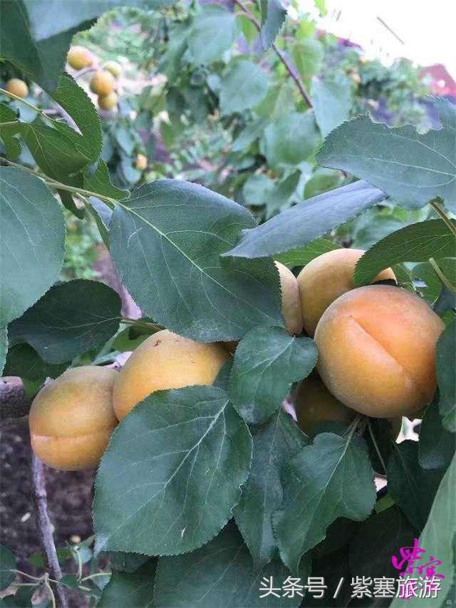 秦皇岛旅游住宿农家院,秦皇岛2日游攻略农家院