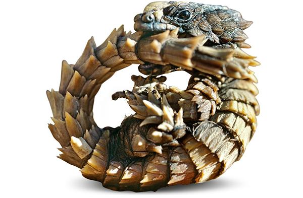 震惊！爬虫类竟会使“三十六计”（四）