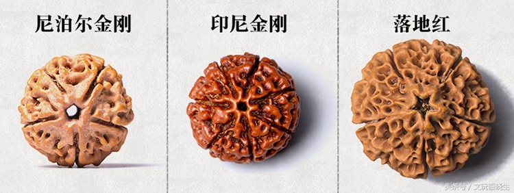 几内亚金刚和尼泊尔金刚的区别,正宗尼泊尔金刚菩提辨别