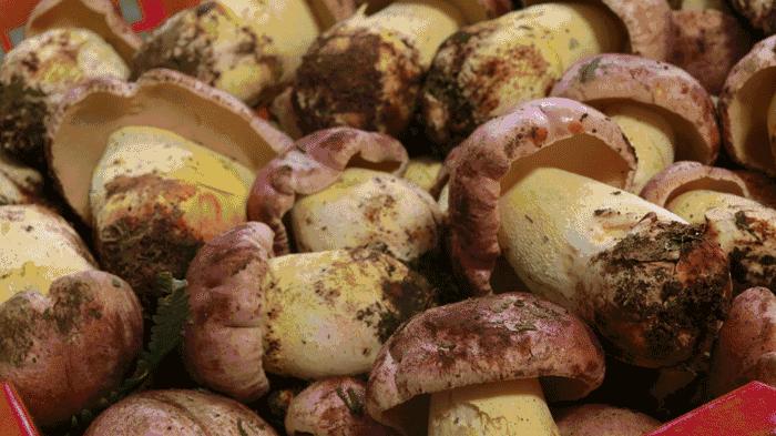 买菌菇被骗,买菌子东西被骗了怎样能追回钱