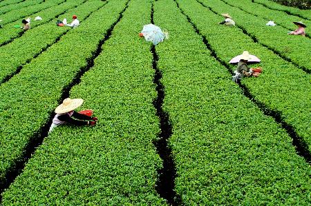 种茶叶的农民,种茶叶农民