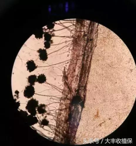 柑橘锈壁虱爆发期来临,柑橘锈皮虱什么时候防治