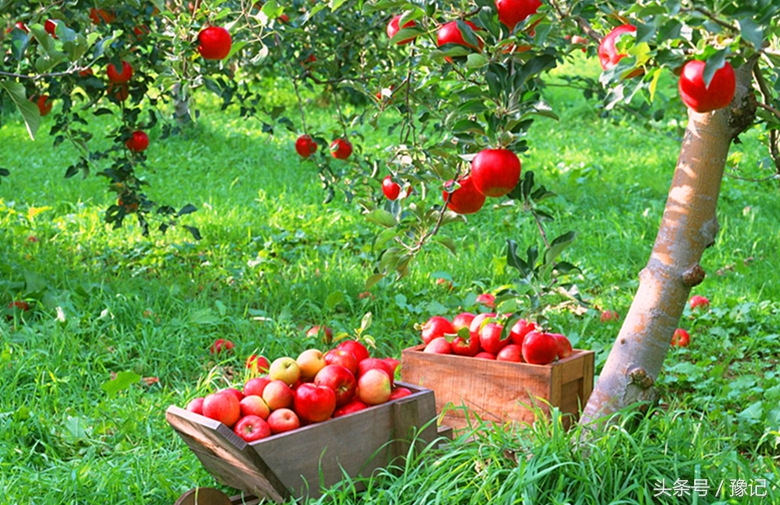 太土豪了！河南每个农家都有果园，各种水果应有尽有
