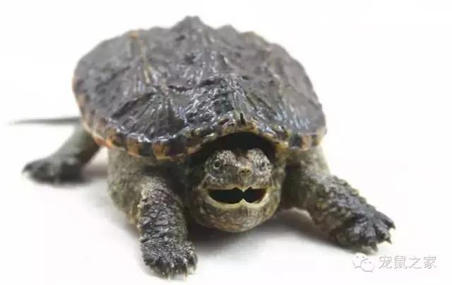 最大的豚鼠视频,世界上最大的豚鼠是什么品种图片