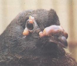 八哥鸟各种疾病,八哥鸟消瘦的原因