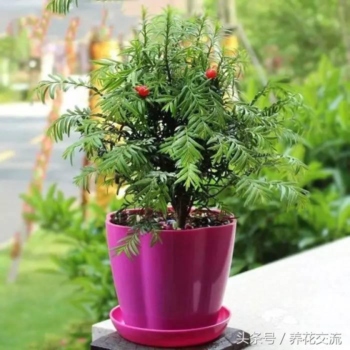 适合家里养的32种花绿植,净化空气绿植盆栽有哪些