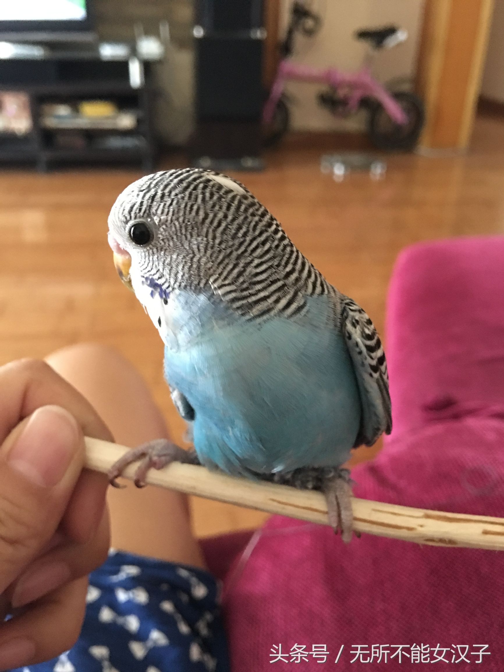 虎皮八字脚矫正几天,八字腿矫正后的鹦鹉