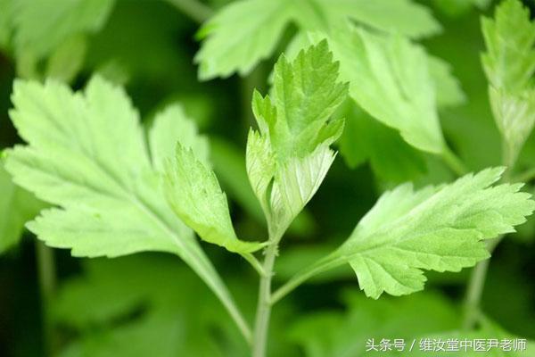 三伏天菖蒲和艾草泡脚好吗,天天用艾草泡脚有没有副作用