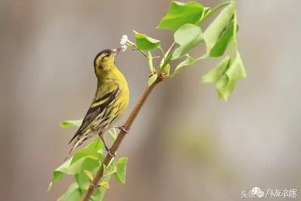 黄鸟驱虫,黄鸟驱虫用什么办法