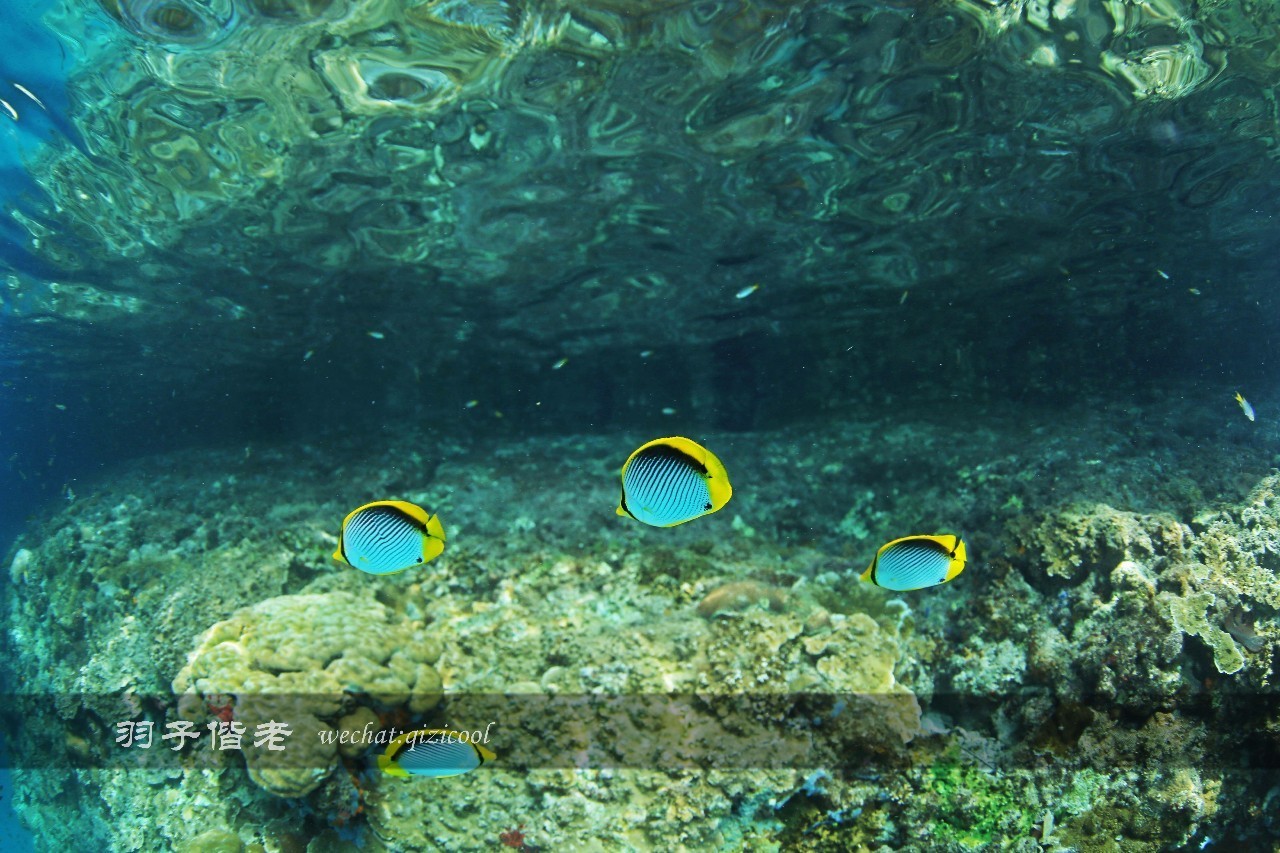 帕劳的旅游时长是多少,帕劳旅游找哪个旅行社