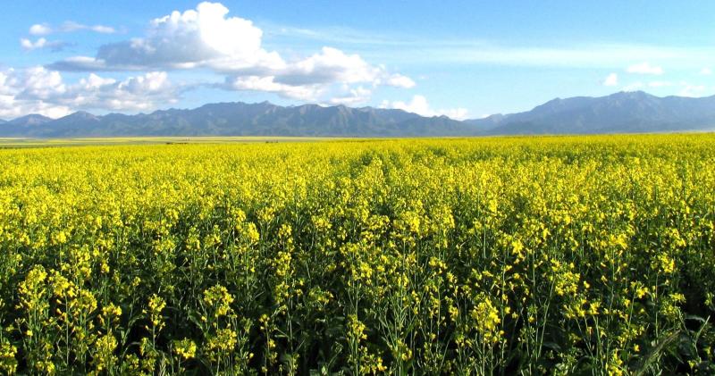 亚洲第一马场山丹军马场,世界第一大马场