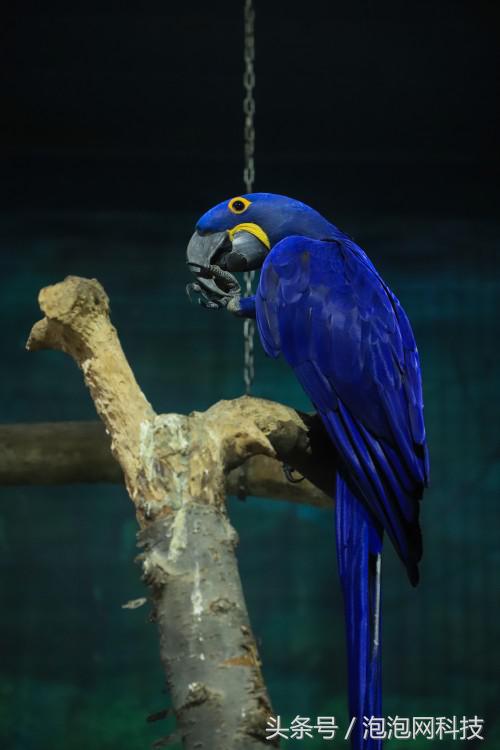 佳能6dmark2的标准参数,入门全画幅佳能6d