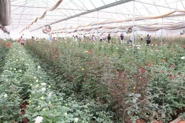 云南花海之行,云南花海基地旅游攻略