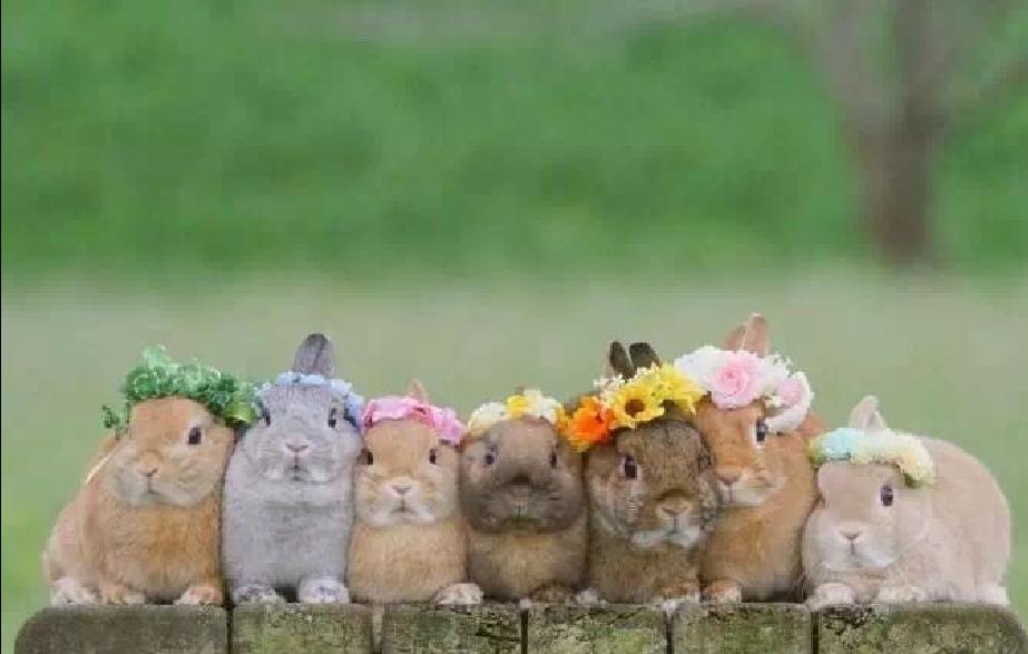 宠物篇-兔子1：想不想养一只甜馨同款的小兔兔呢~来来来~这里有大量萌兔奉上~