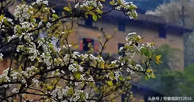 探访龙泉古村,龙泉古镇的美景