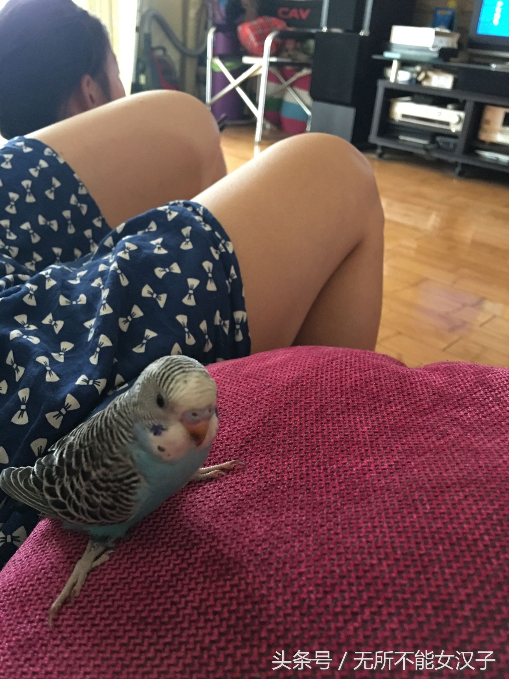 虎皮八字脚矫正几天,八字腿矫正后的鹦鹉