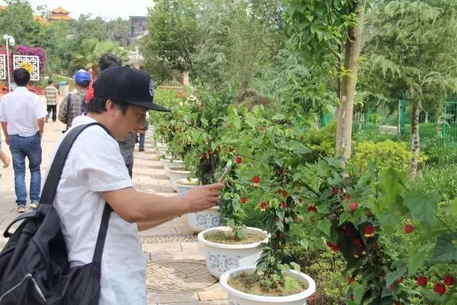 云南花海之行,云南花海基地旅游攻略