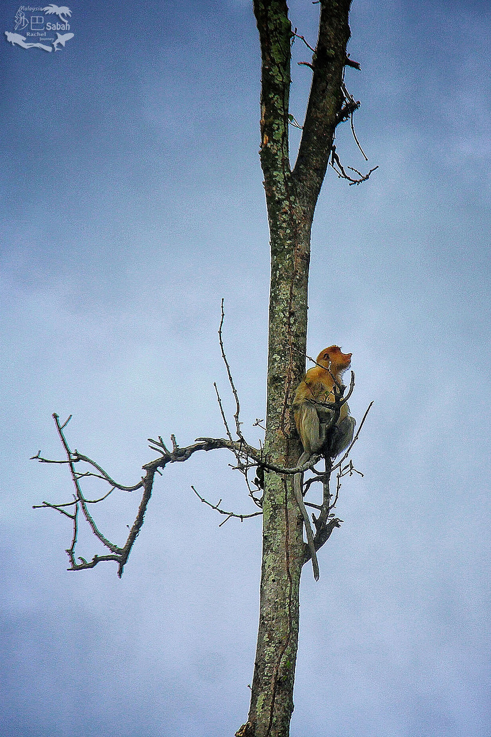 热带雨林是毒还是美威士顿红树林里有怎样的奥秘