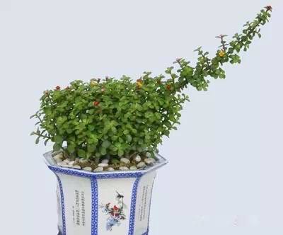 为什么我老是把花养死了,花养死了要丢掉吗