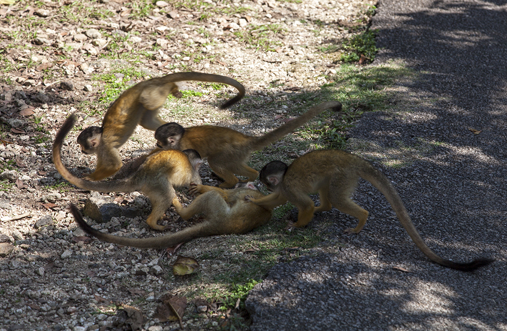 日本喜欢泡温泉的动物,日本爱泡温泉的狗子