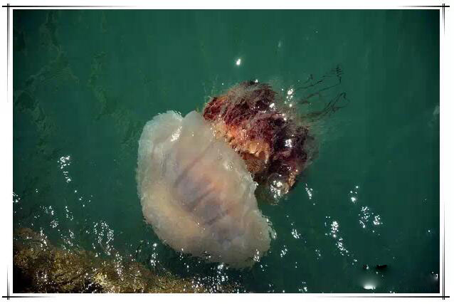 关于东方小希腊枸杞岛的一日游记 (嵊泗枸杞岛一日游攻略)