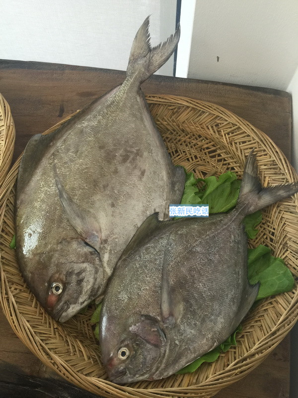 唐朝人为什么要将鲳鱼称为“狗瞌睡鱼”？六种鲳鱼你认识几种？