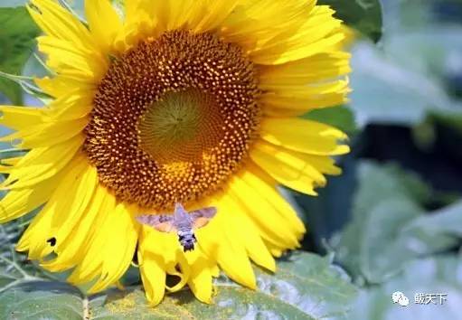 实拍鲅鱼圈“金色海洋”！和你的Ta来场“沉默”的邂逅……