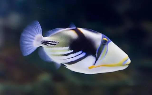 炮弹鱼追人咬,炮弹鱼钓石斑