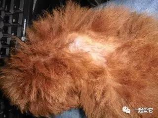 养宠小知识狗狗拉虫子还吐怎么办,养宠小知识幼犬掉毛是什么原因