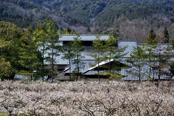 日本樱花盛开之时游人如织,日本已经等不及了