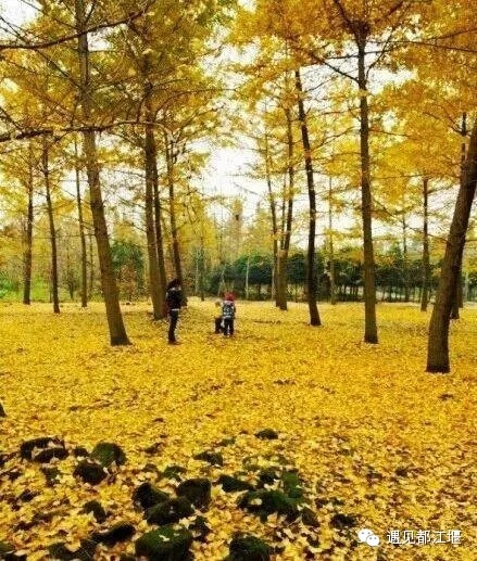 都江堰美景快乐之旅,都江堰特色旅游线路推荐