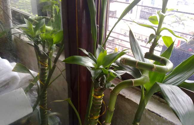 如何养好观音竹叶子不会变黄,观音竹叶子发黄怎么修剪