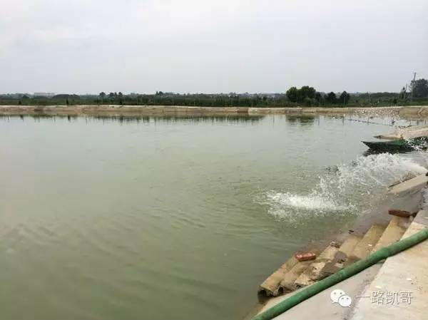 鱼类各种疾病应对方法,水产鱼病防治十大禁忌