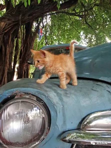 哈瓦那棕猫幼猫,哈瓦那棕猫贵吗值得养吗