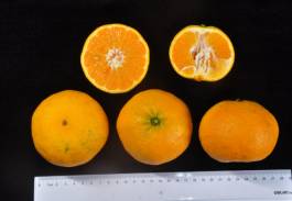 柑橘新品种选育及发展概况,带你认识柑橘新优品种