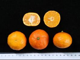 柑橘新品种选育及发展概况,带你认识柑橘新优品种