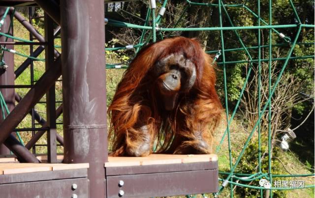 日本九州岛最值得去的地方,日本九州哪里好玩