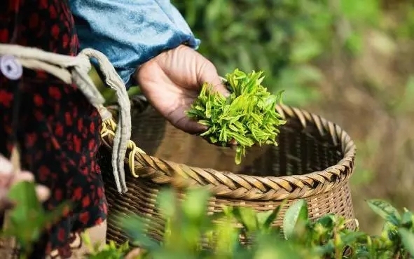 梳理崂山茶文化故事,崂山茶文化的基本介绍